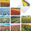 Super Blooms