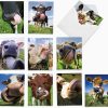 Cowlicks