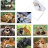 Animal Smackers